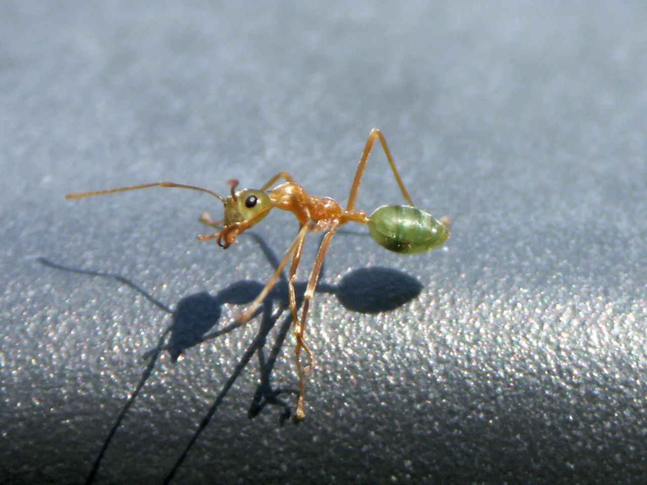 Grön trädmyra (Oecophylla smaragdina) – spindelns enda byte
