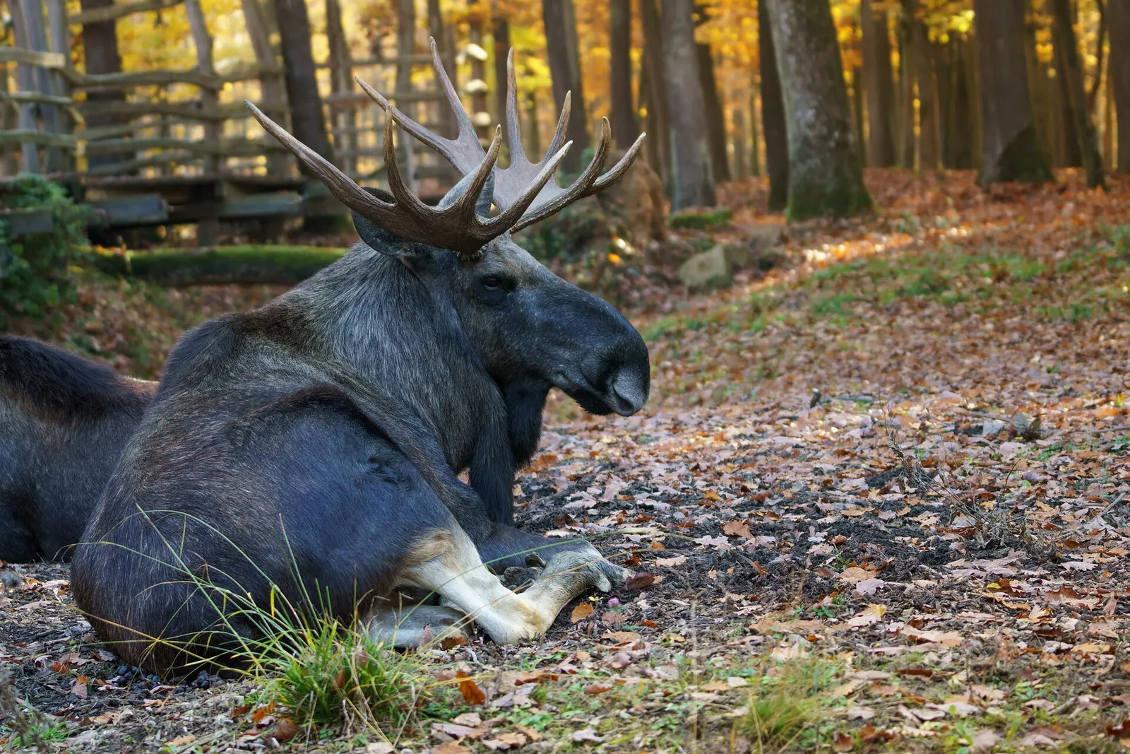 Älg i skogsmiljö, arkivbild