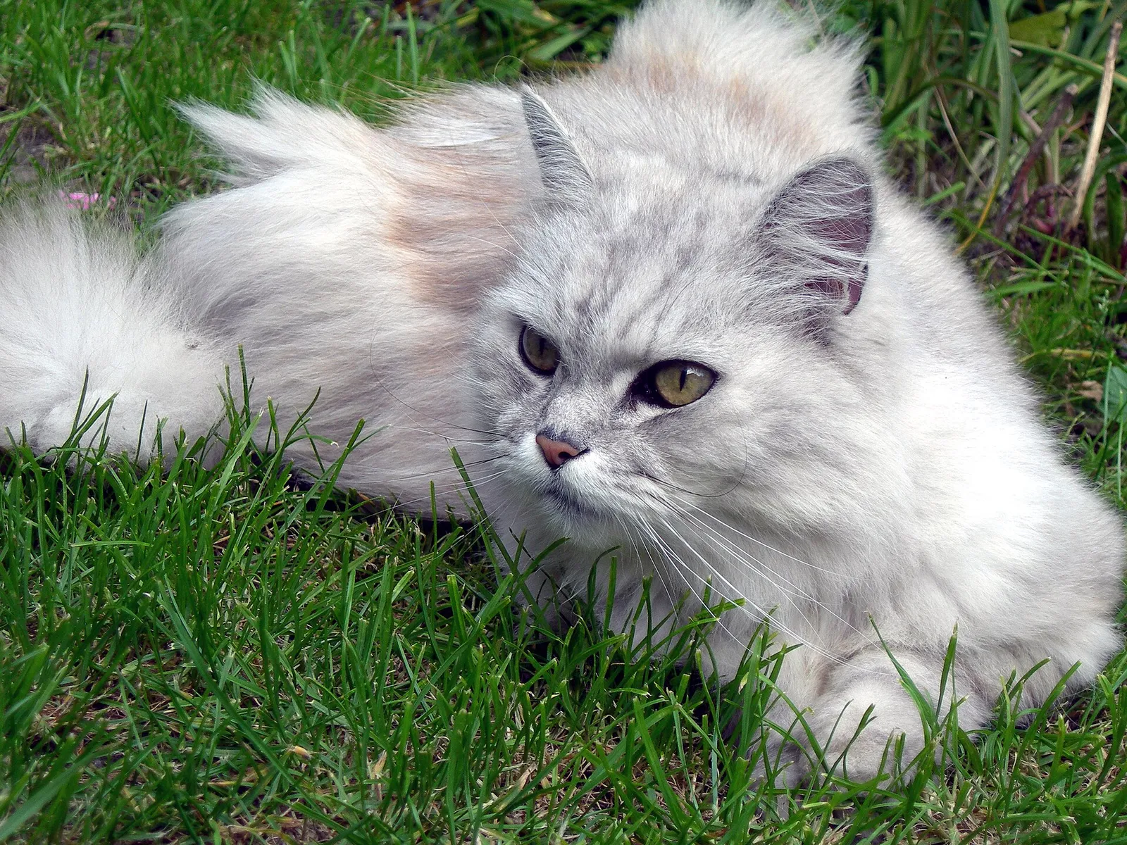 En katt utomhus (genrebild)