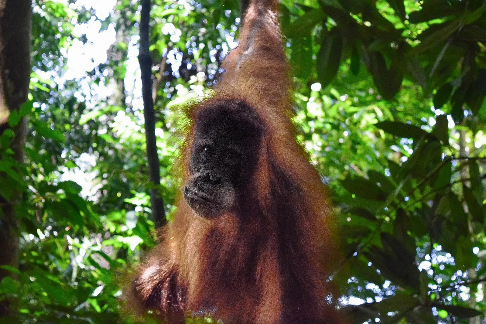 En orangutang i regnskogen på Sumatra