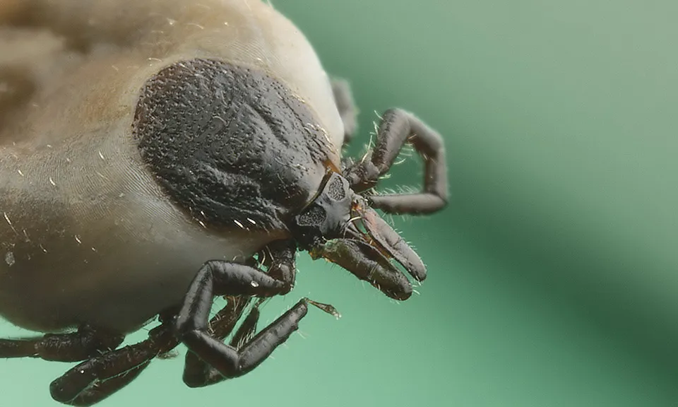 En fästing av arten Ixodes ricinus