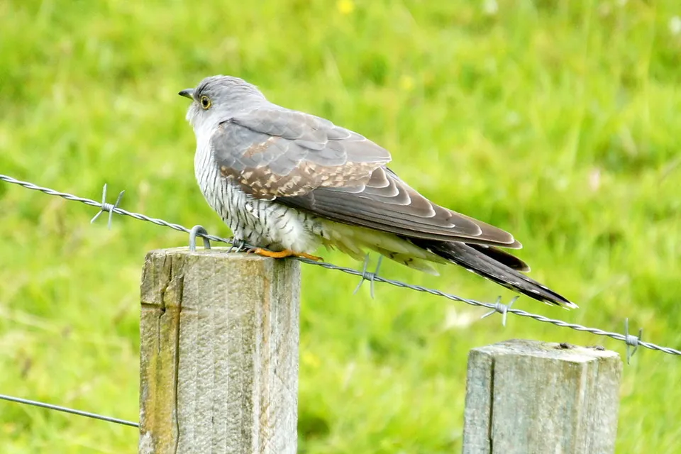 En gök (Cuculus canorus)