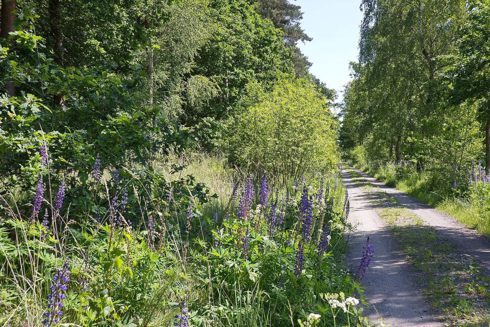 Blomsterlupiner längs en stig