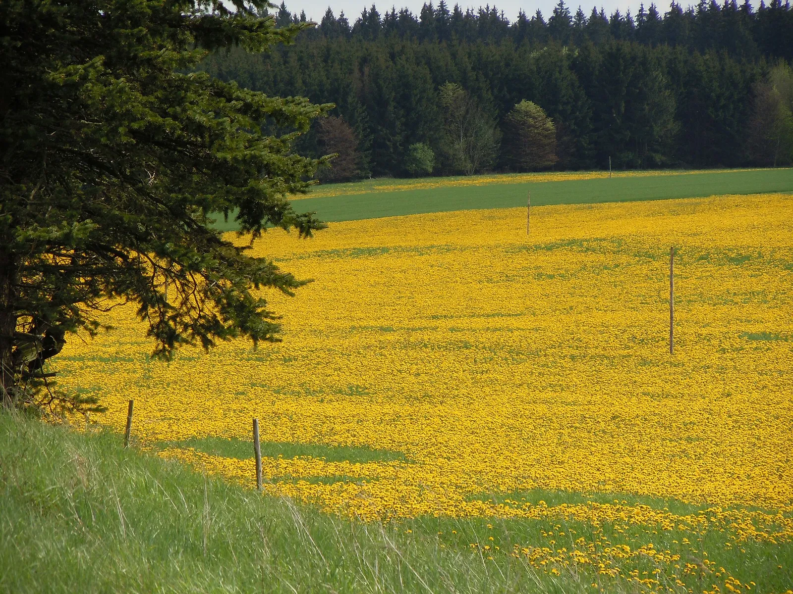 Blommande maskros i närbild