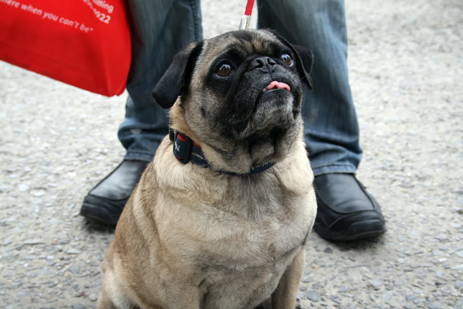 En överviktig mops (genrebild)