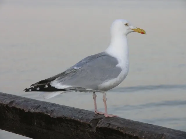 En gråtrut (mås) sittande på ett räcke (genrebild)