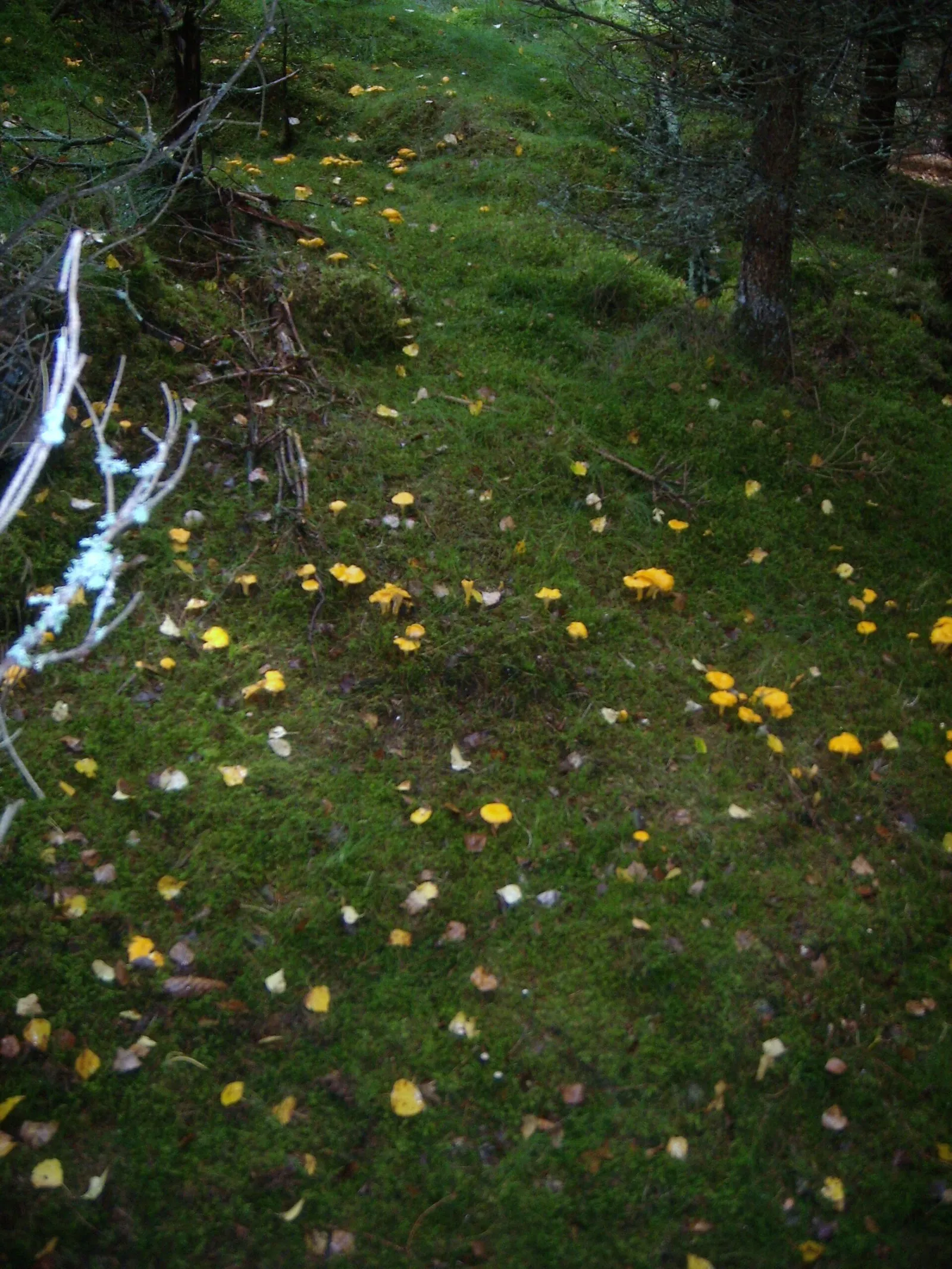 Nyplockade kantareller (Cantharellus cibarius)