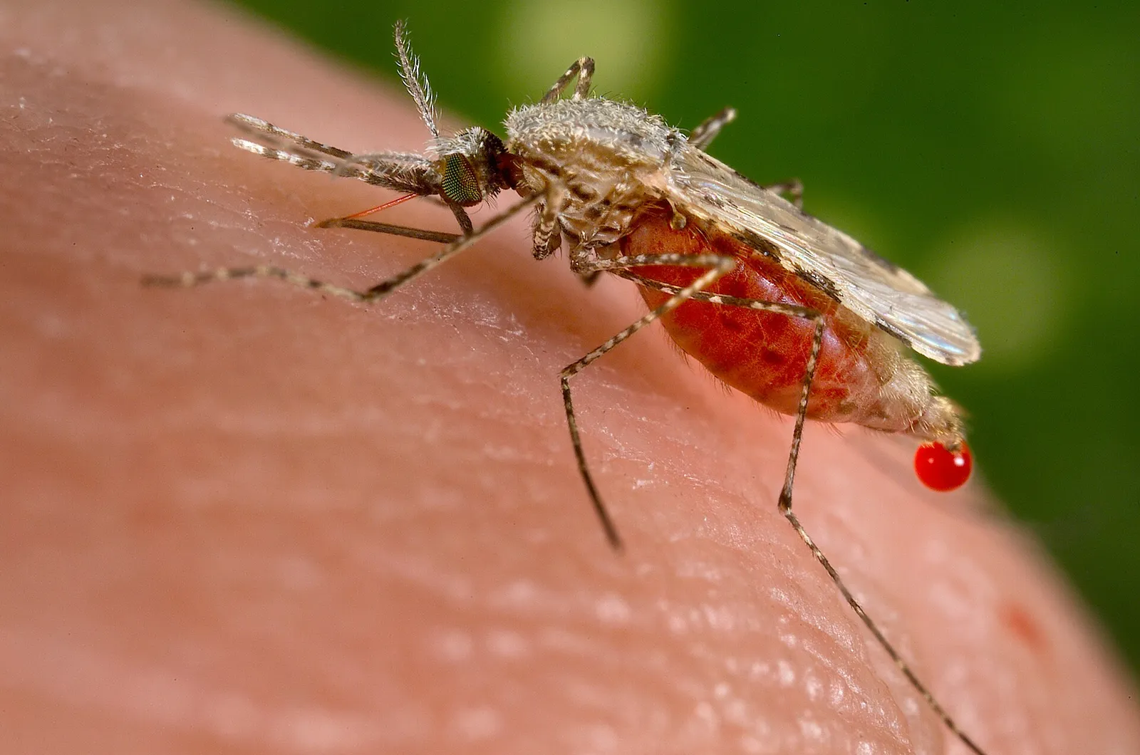 En malariamygga av släktet Anopheles (arkivbild)