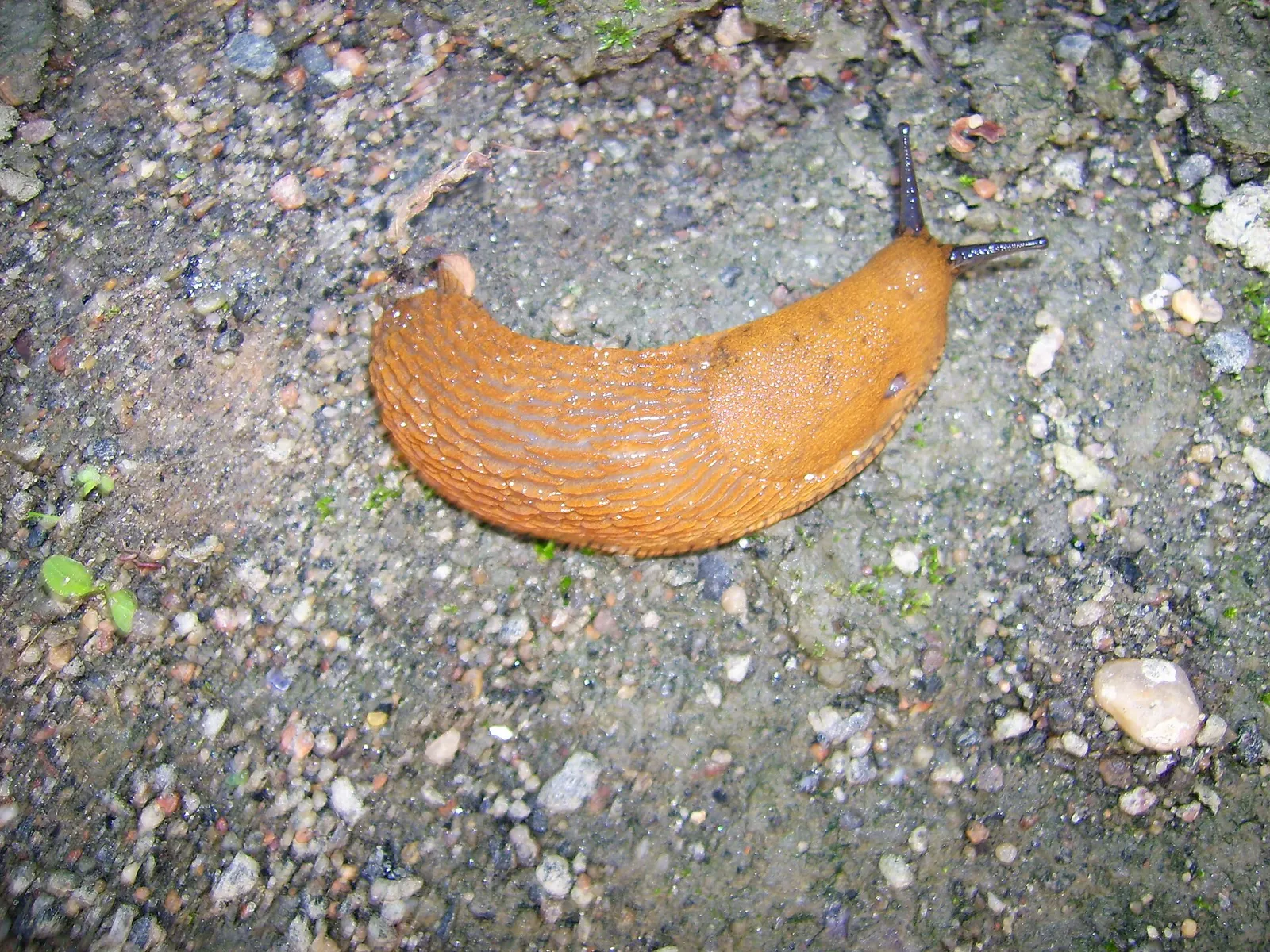 En mördarsnigel i en trädgård, arkivbild