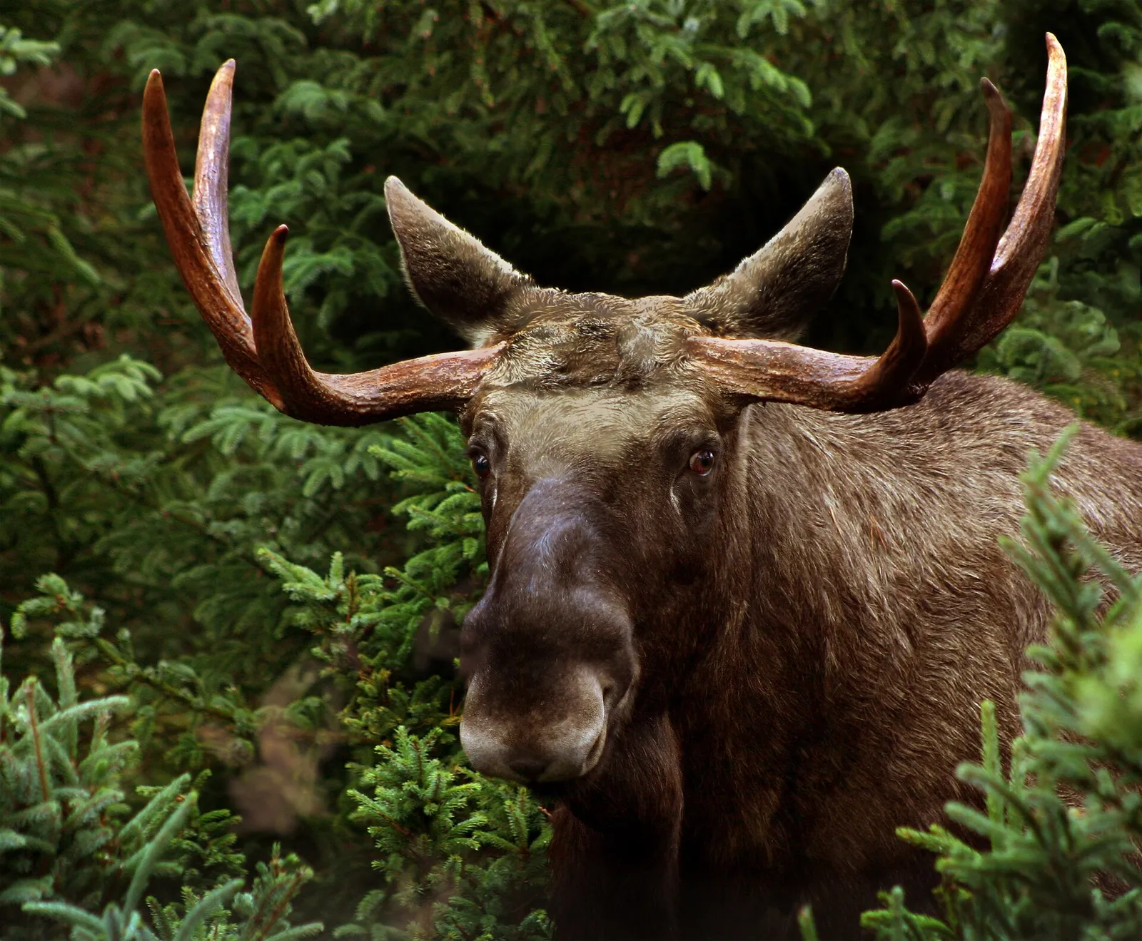 En älgtjur (Alces alces)
