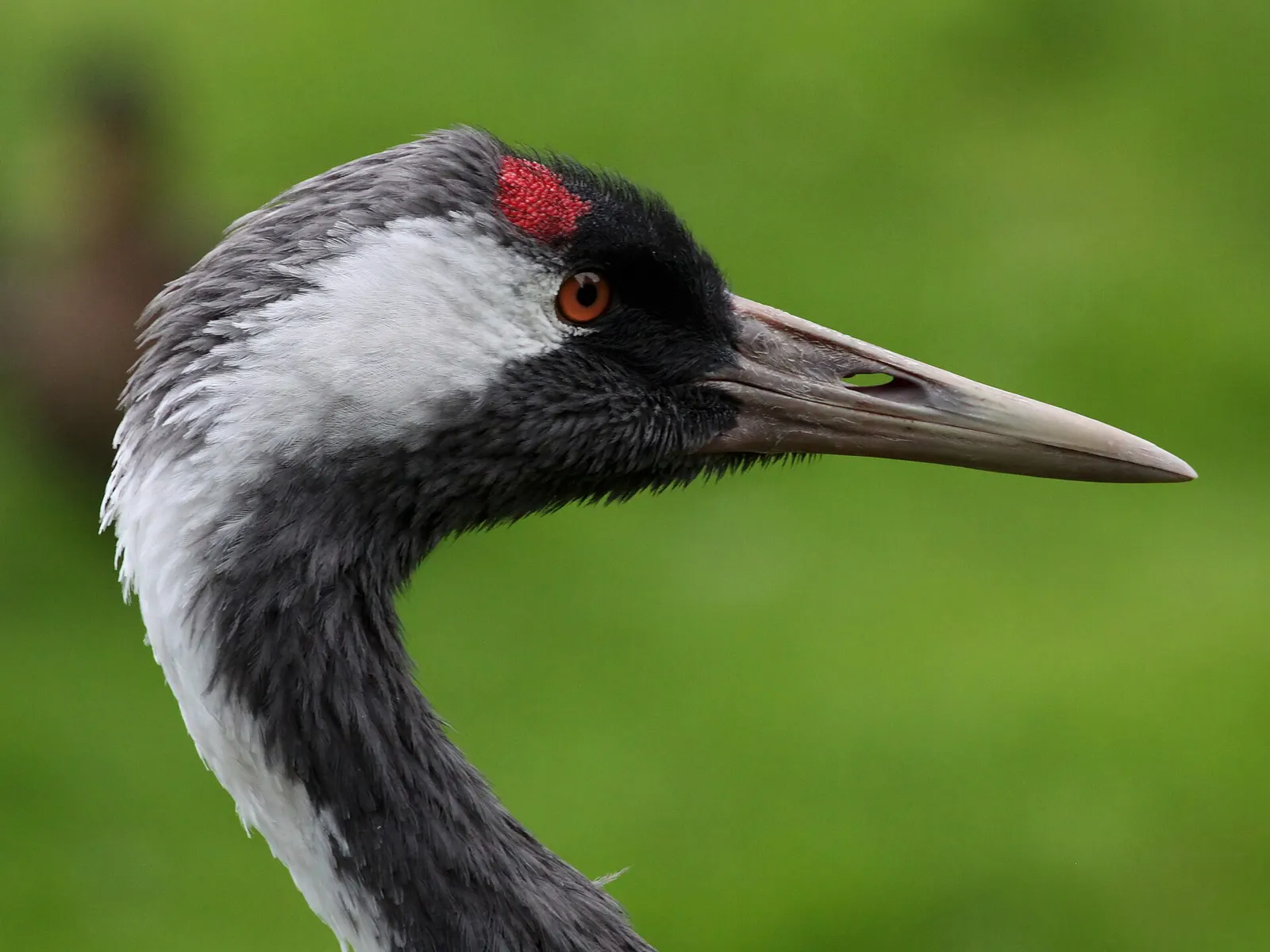 En trana (Grus grus) med sitt röda hjässfält
