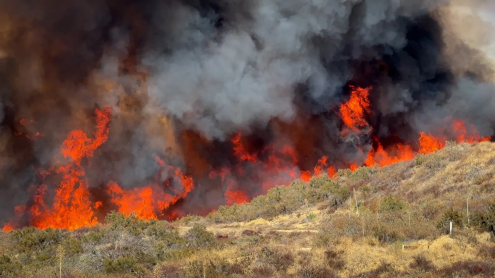 Brandmän vid en skogsbrand