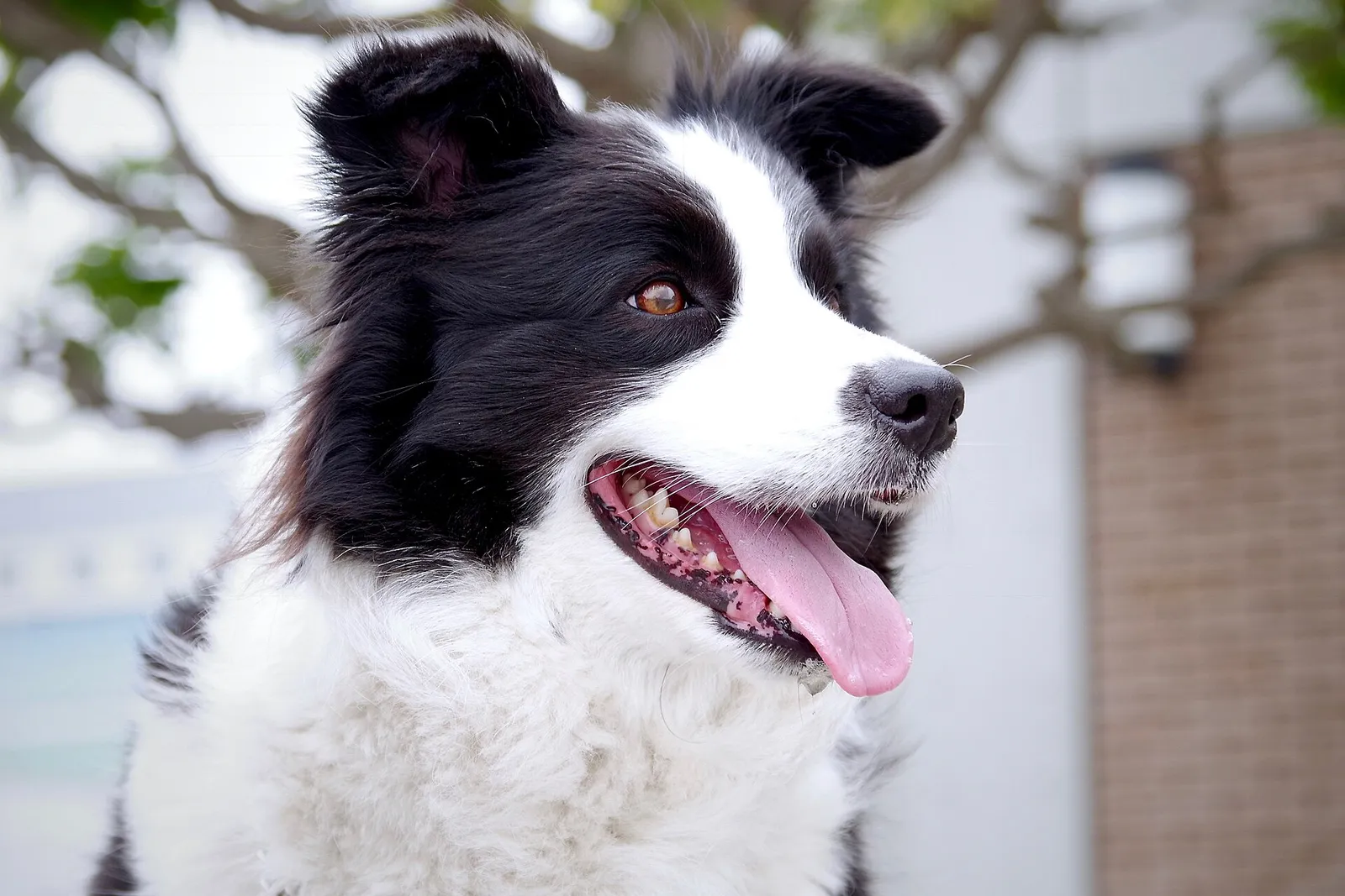 En flåsande hund en varm sommardag