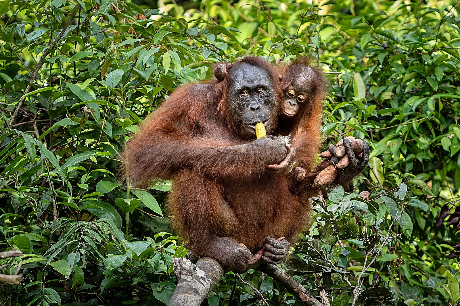 Arkivbild: en orangutang i Tanjung Puting nationalpark på Borneo.