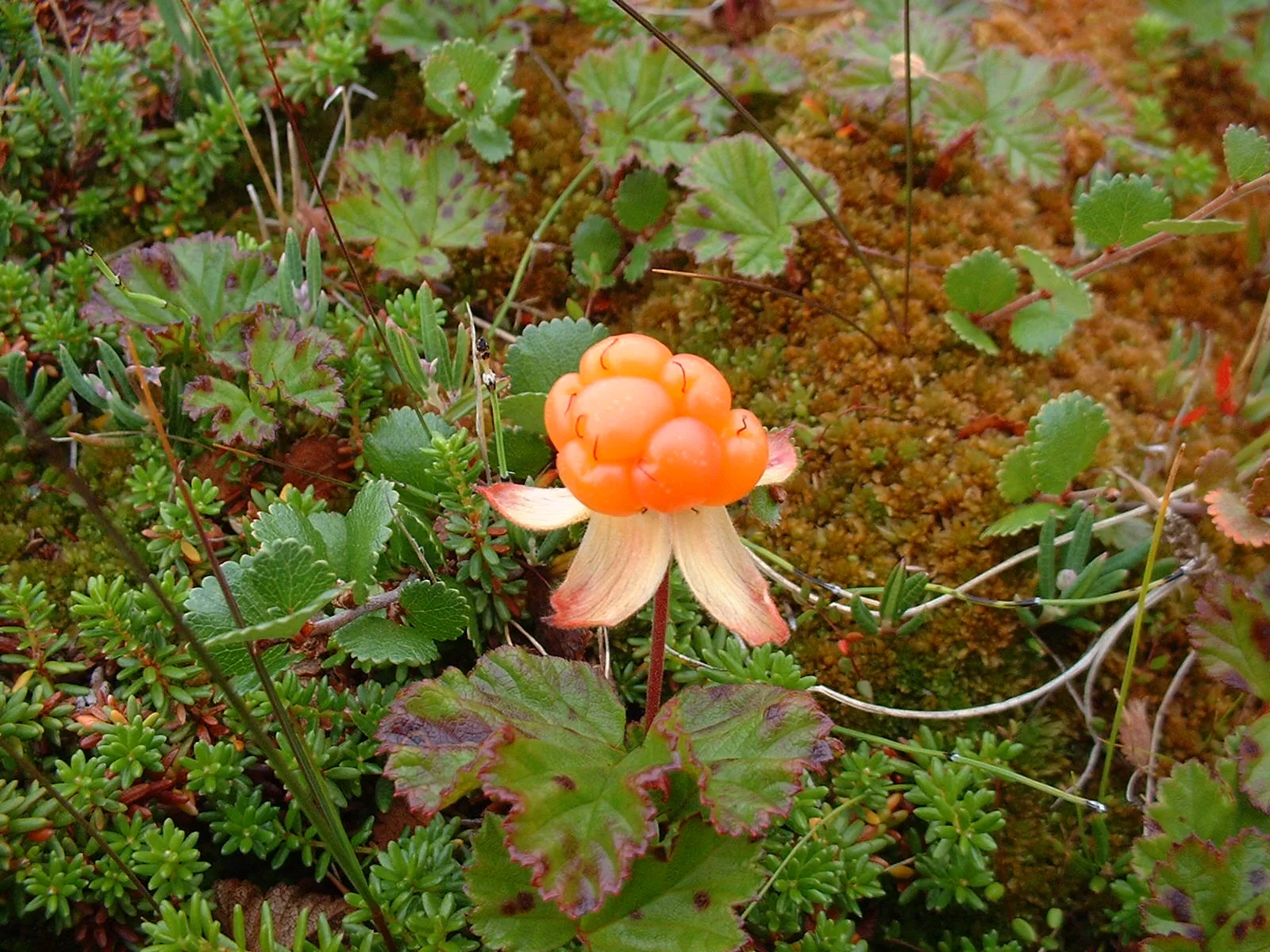 Mogna hjortron