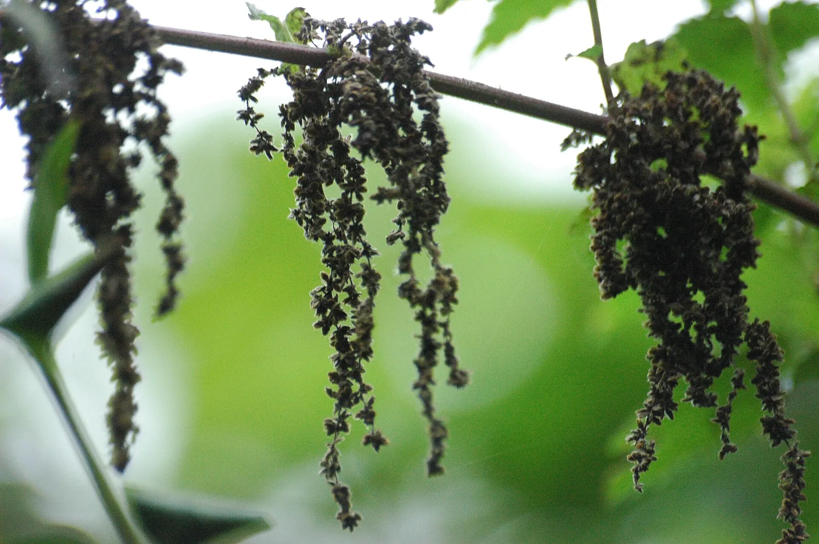 En brännässla (Urtica dioica)