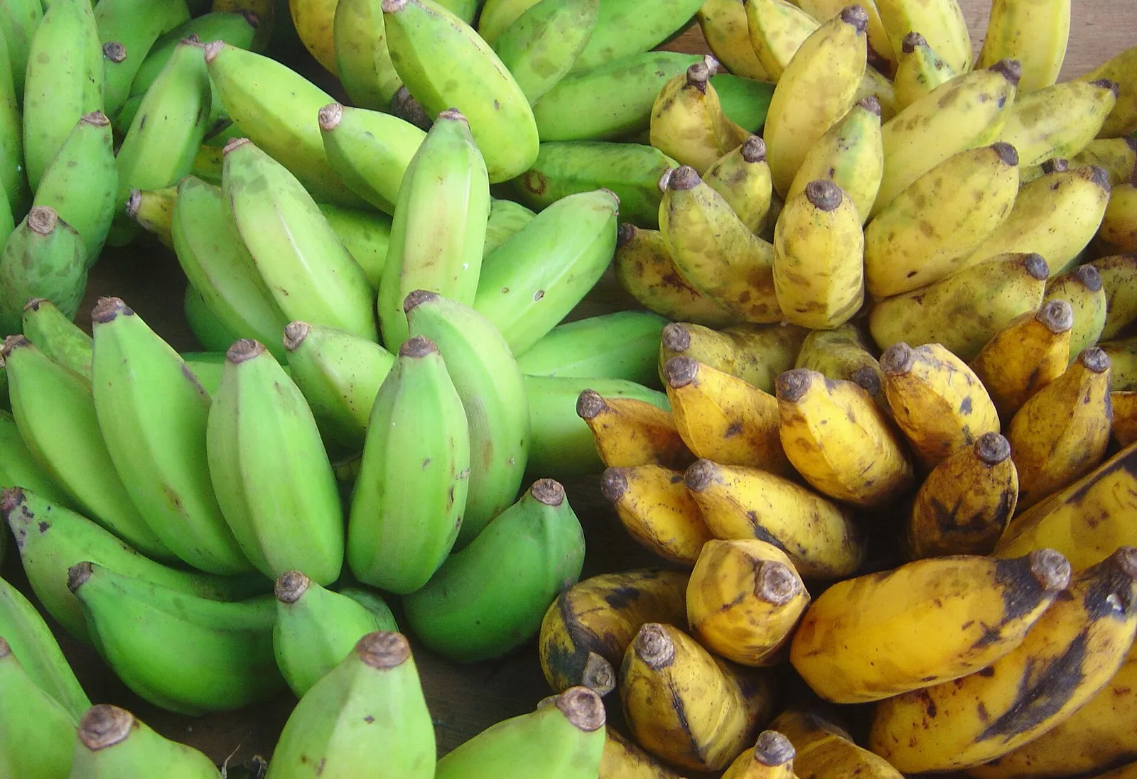 Bananer i olika mognadsgrad