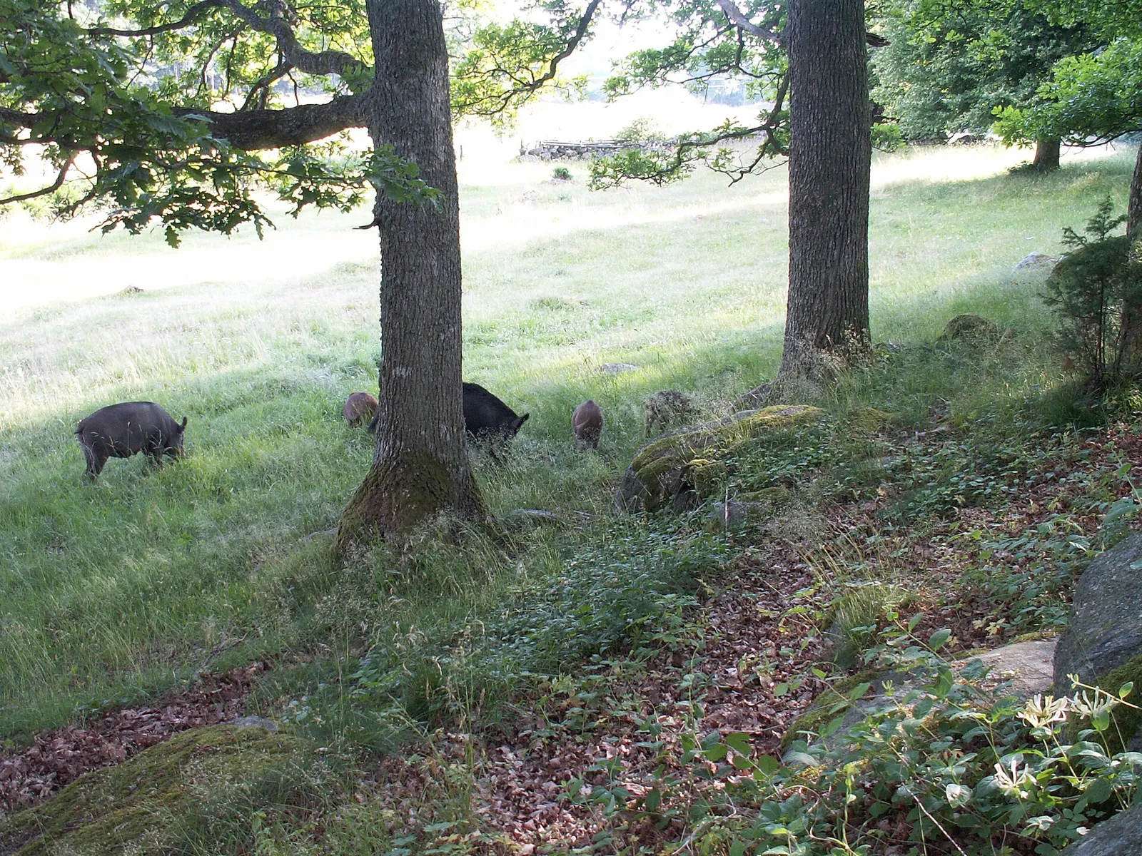 Ett vildsvin i skog