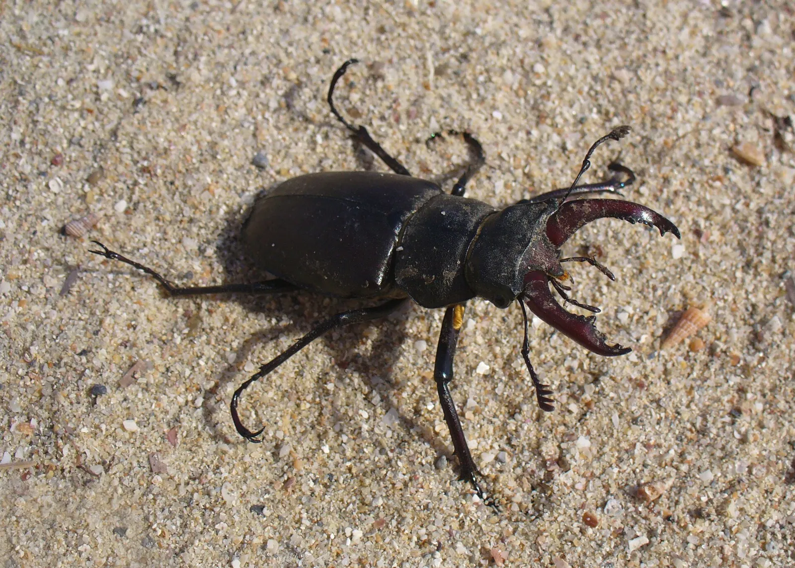 En hane av ekoxe (Lucanus cervus) med sina stora käkar